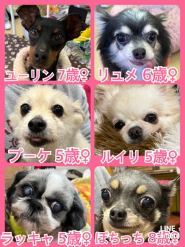 🐾今日の里親様募集中ワンコ🐶メンバーです🐾2023,3,27【保護犬カフェ天神橋店】